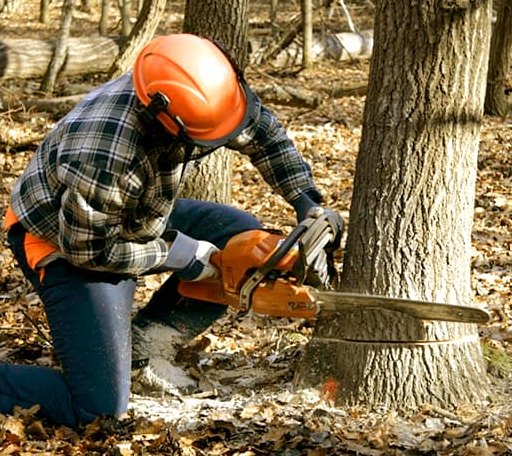 Tree Removal in Denison, KS